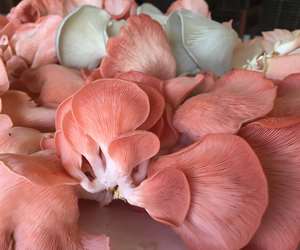Stunning pink and white oyster mushrooms 
